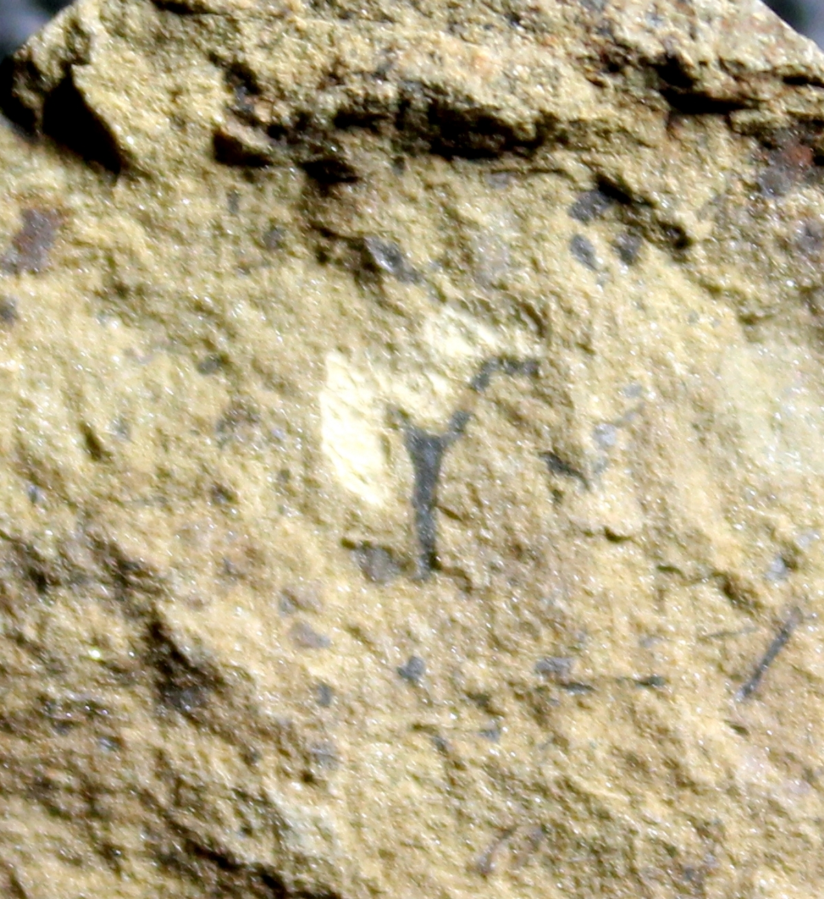 Cooksonia