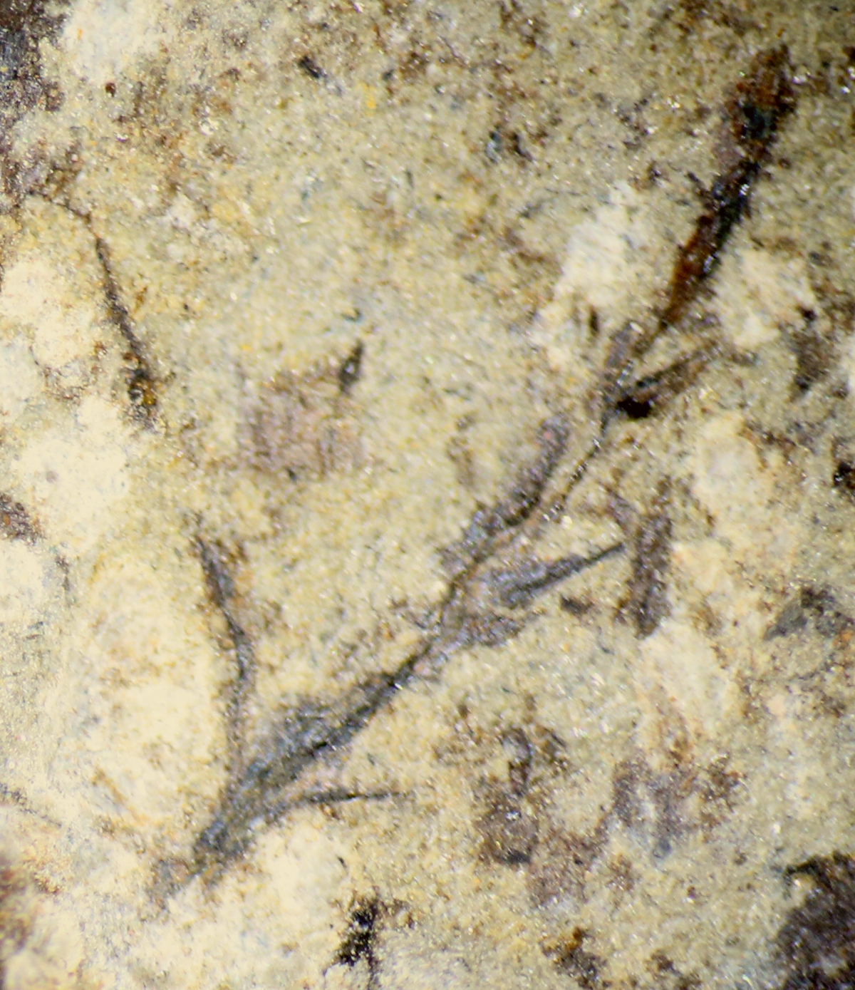 Silurian fossil plant
