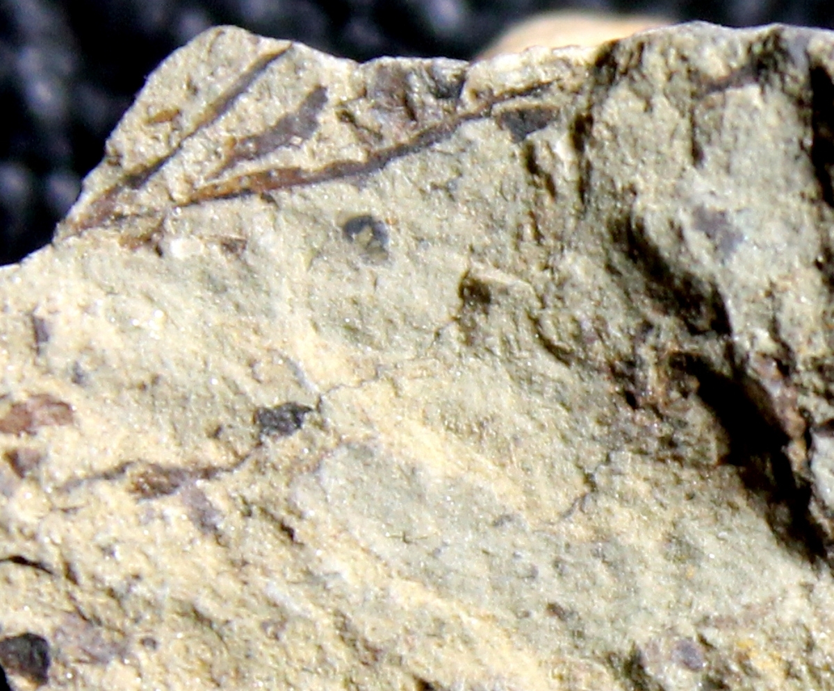 Silurian fossil plant