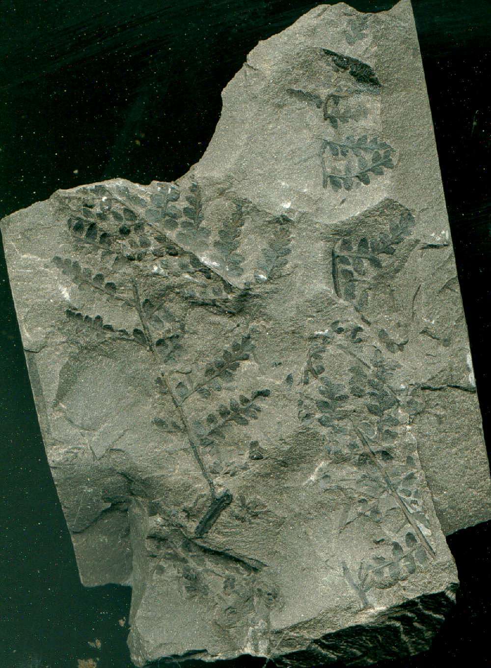 rare Carboniferous plant