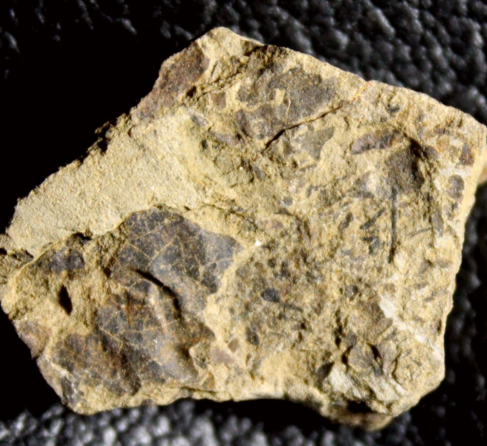 Cooksonia