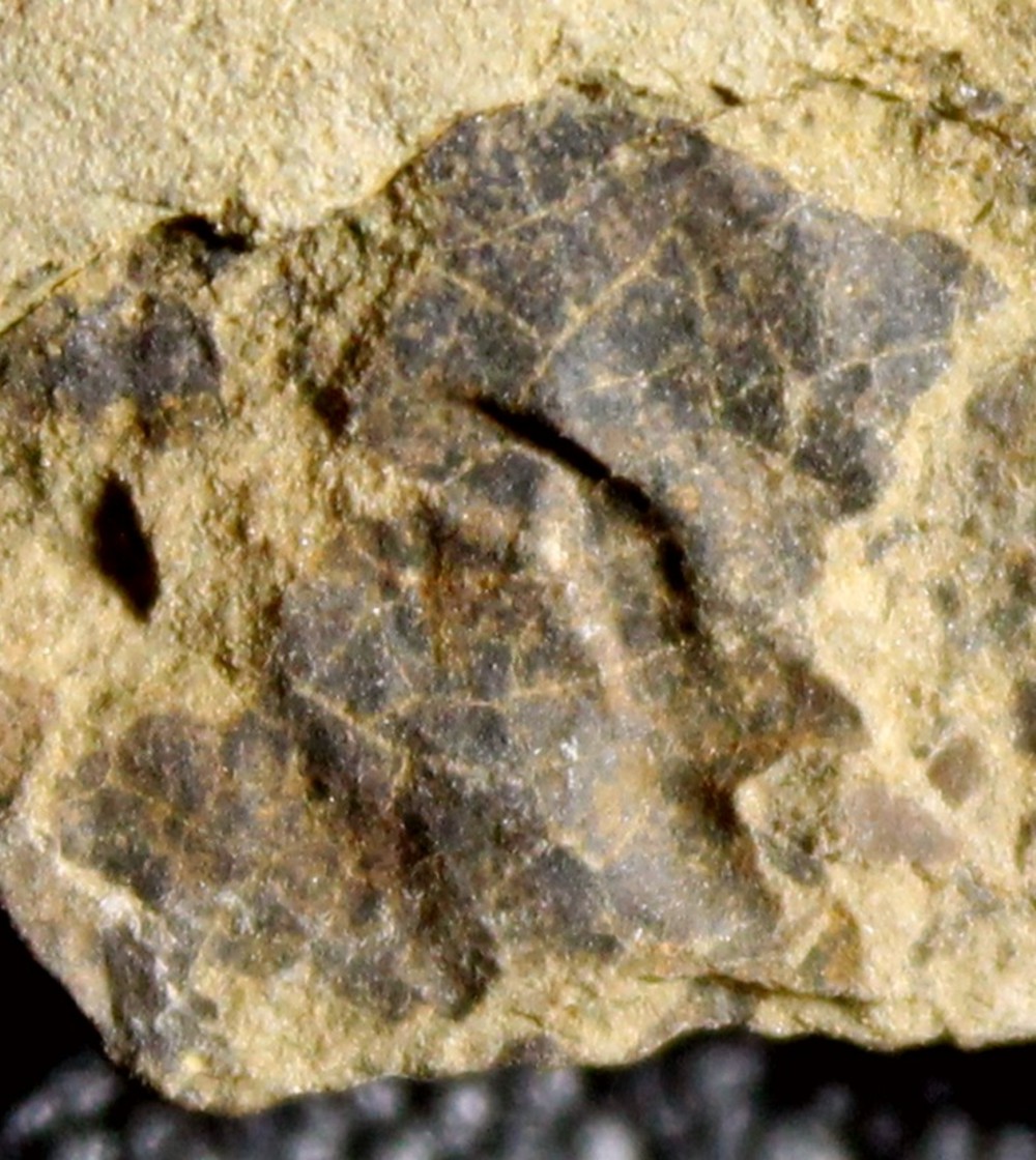 fossil Lichen