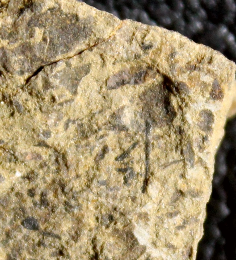Oldest Silurian fossil land plant