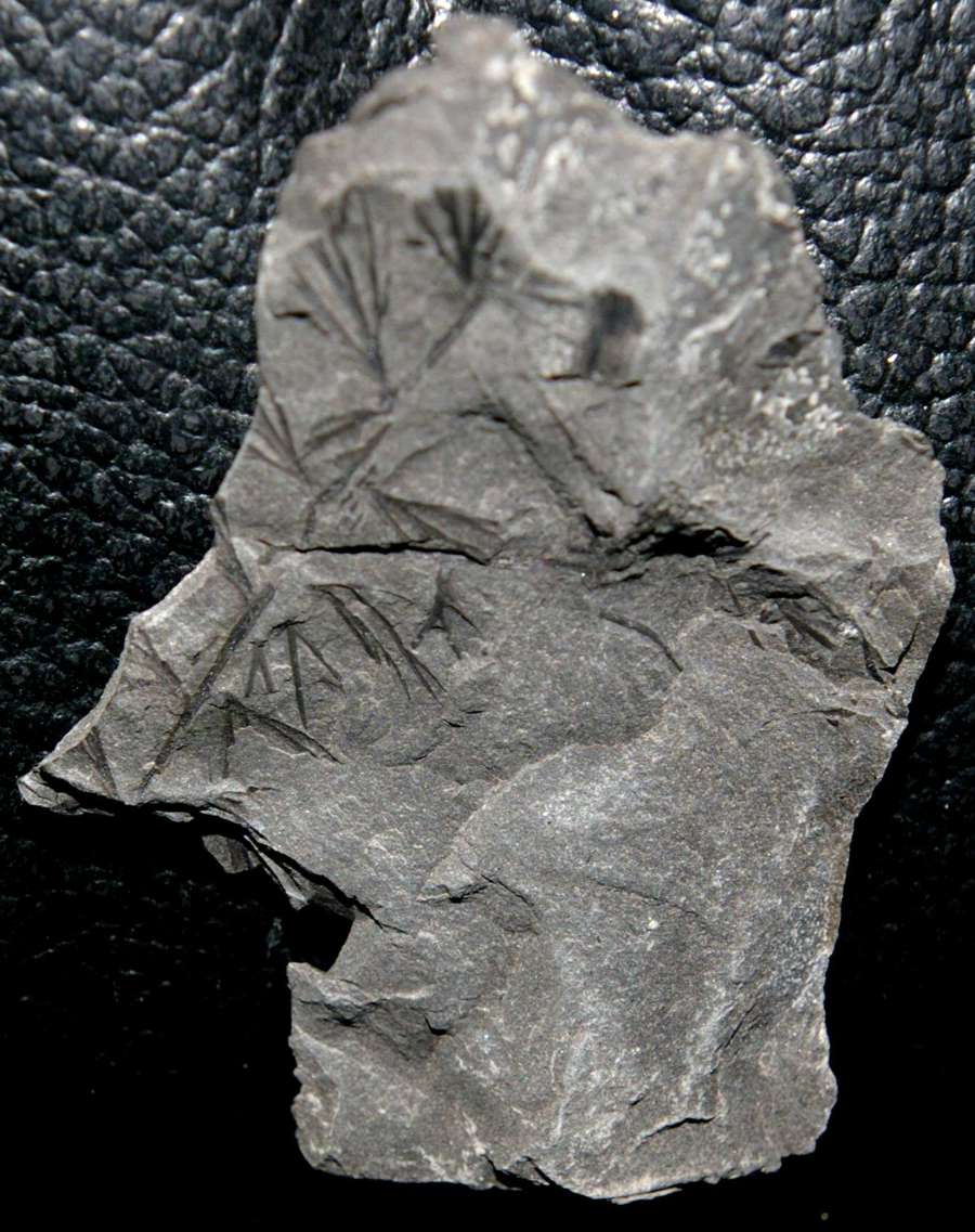 Rhodeopteridium (Sphenopteris) subpetiolatum