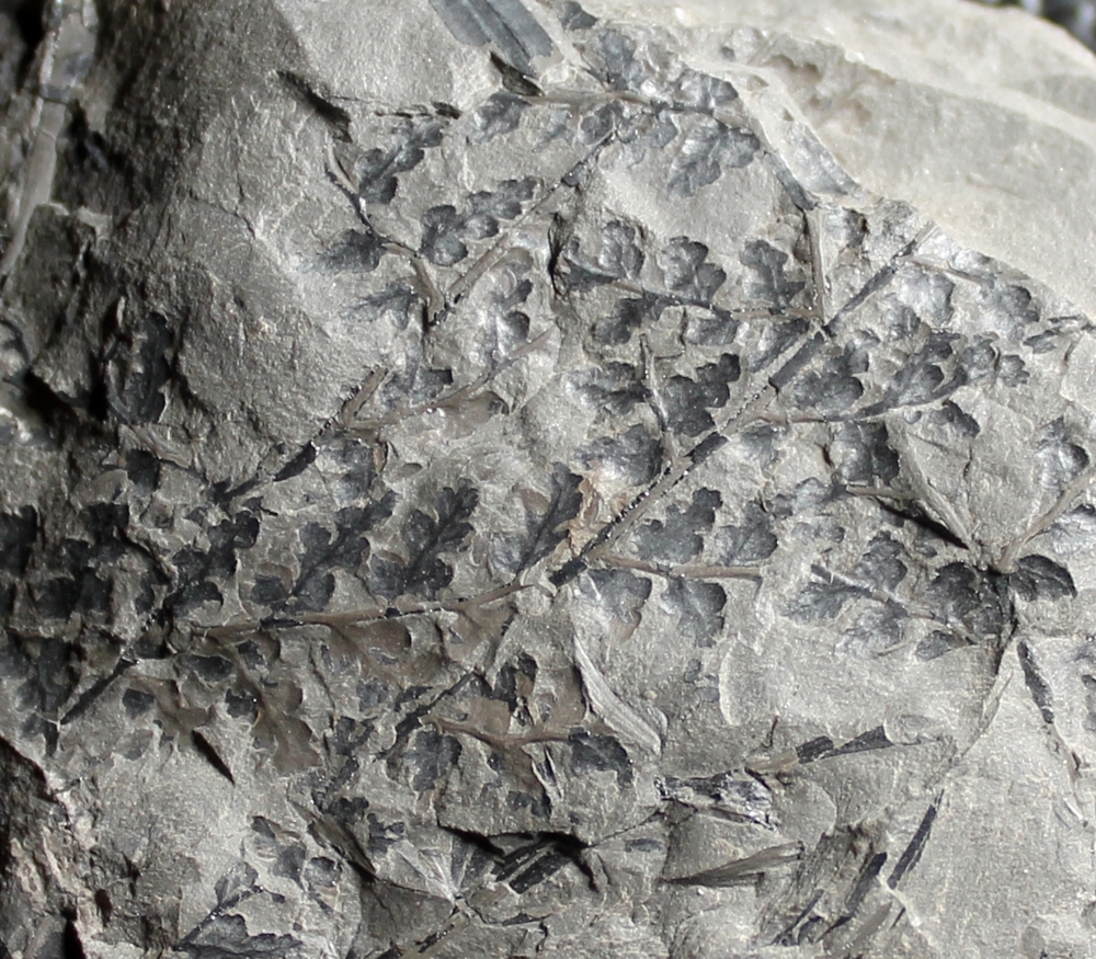 Sphenopteris sp