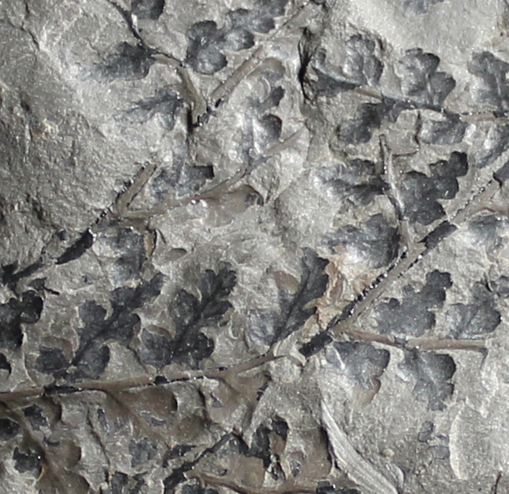 Sphenopteris sp