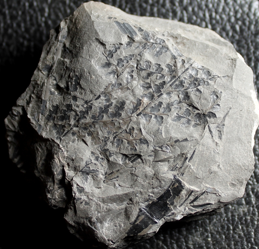 carboniferous fern