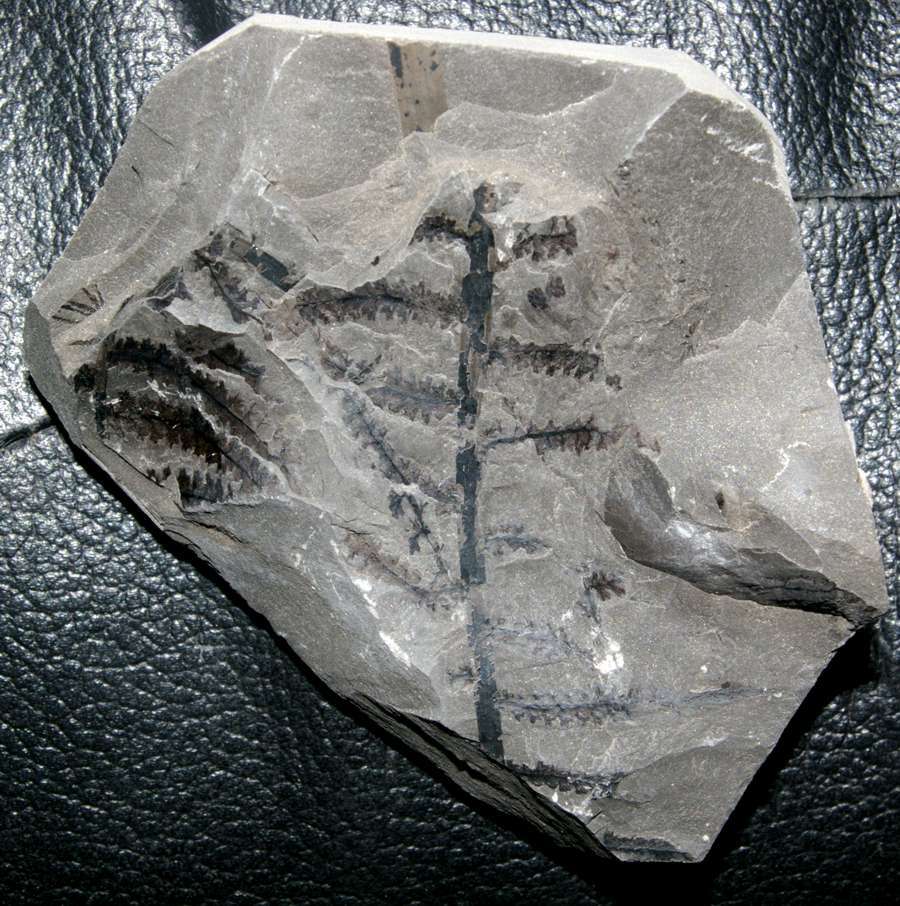 Corynepteris angustissima