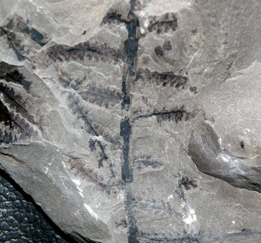 Corynepteris angustissima