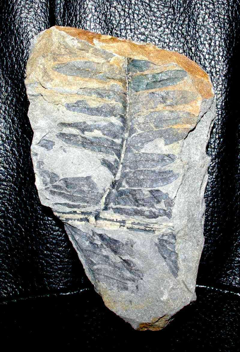 Alethopteris serlii