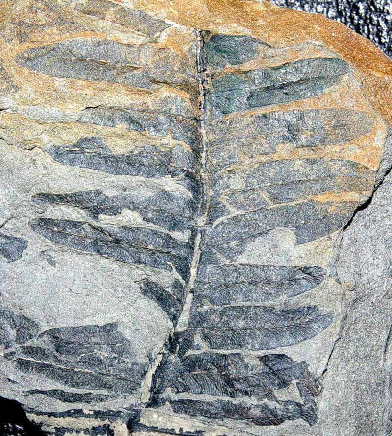 fossil  fern