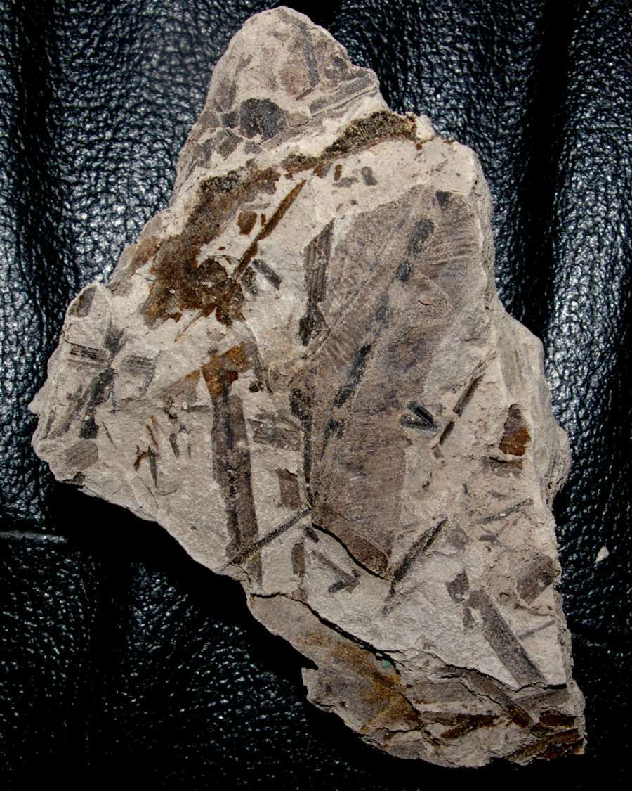 Marattia muensteri  