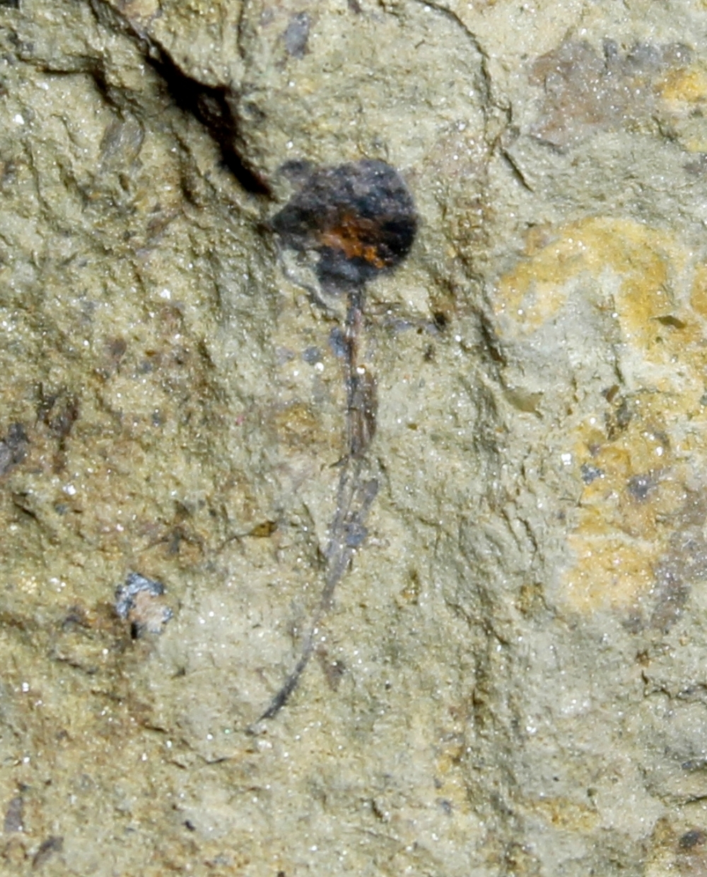 Cooksonia cambrensis 