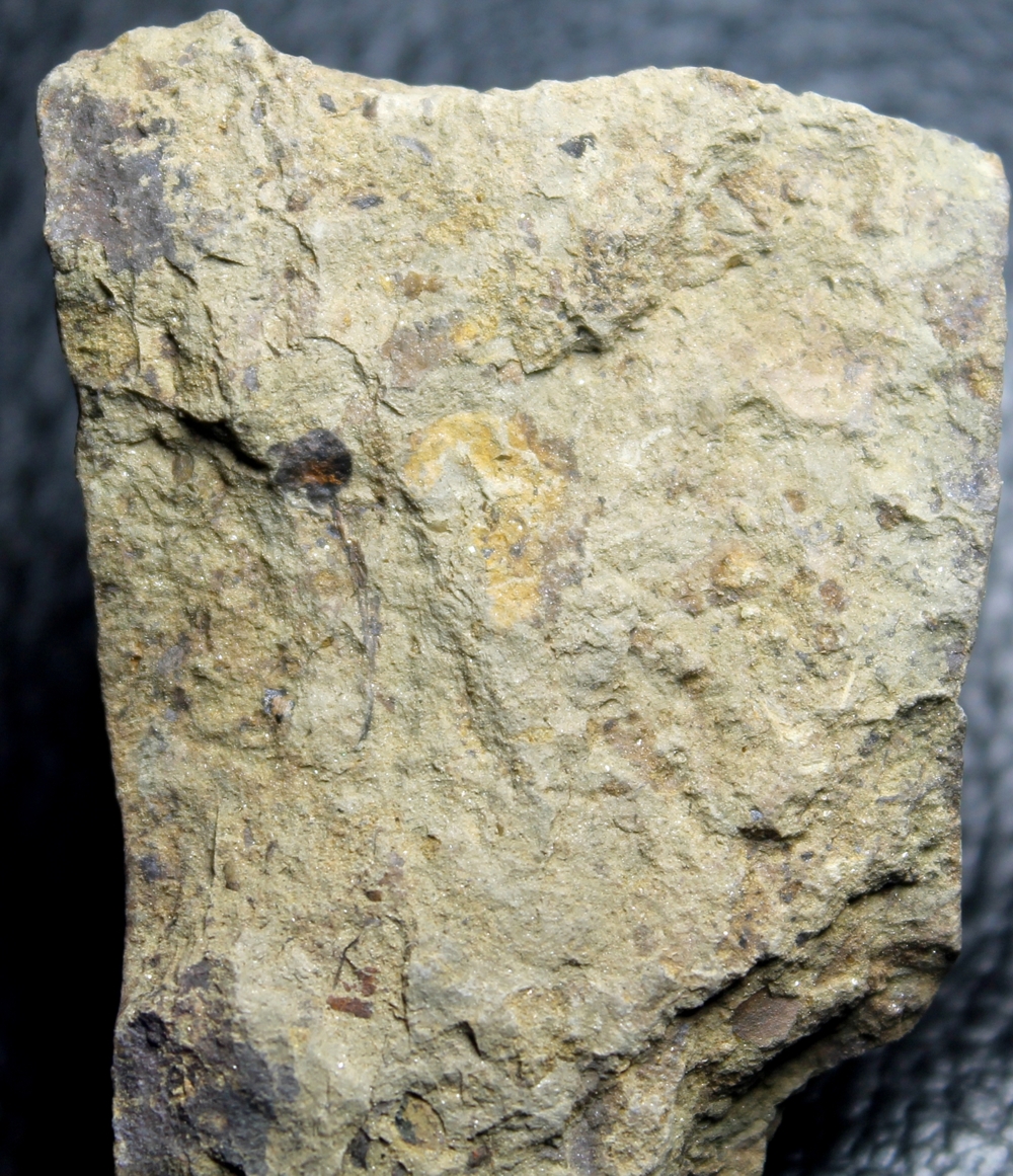 Silurian plant