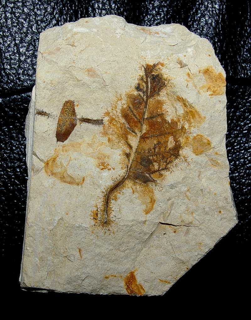 Miocene fossil leaf