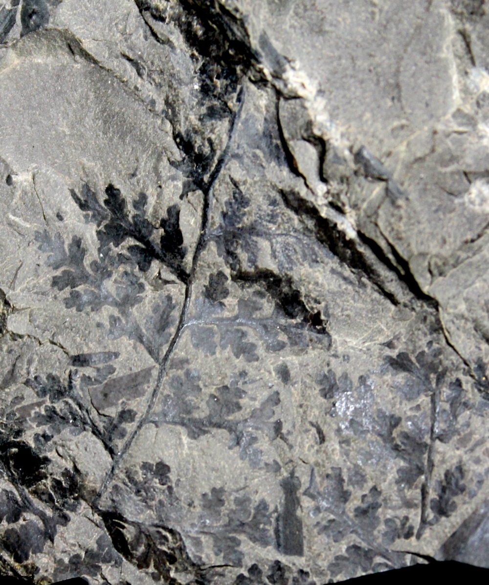 Sphenopteris, Carboniferous plant