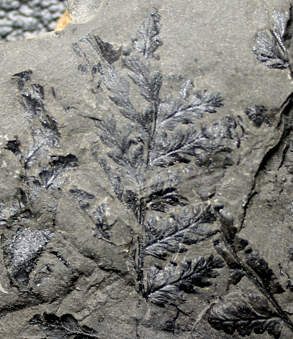 Sphenopteris, Carboniferous plant