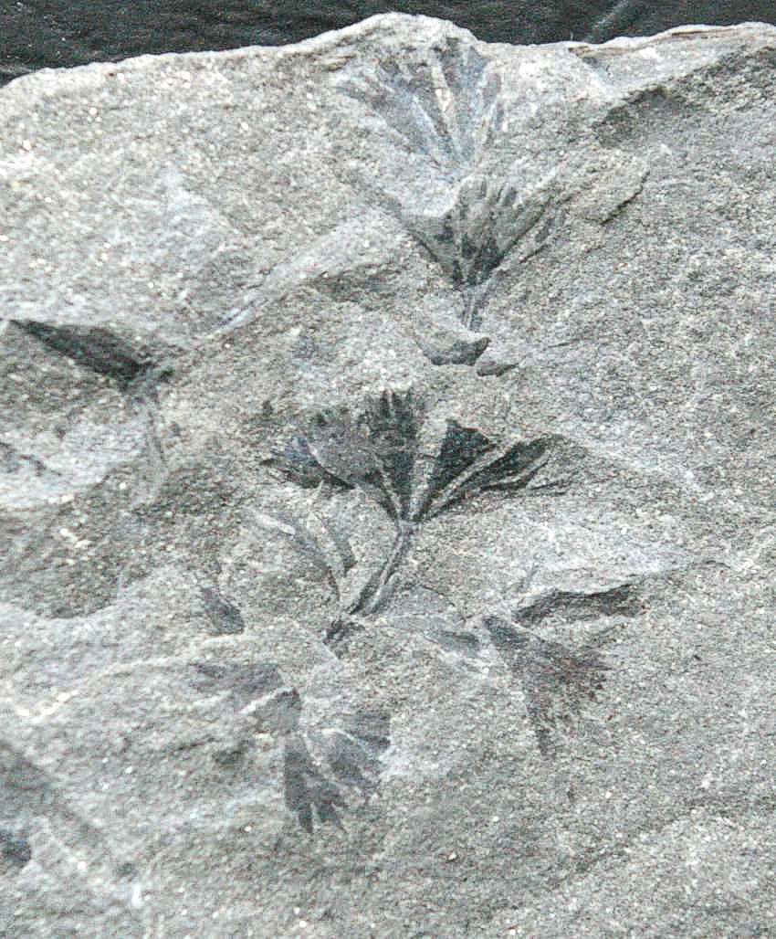 Sphenophyllum cuneifolium