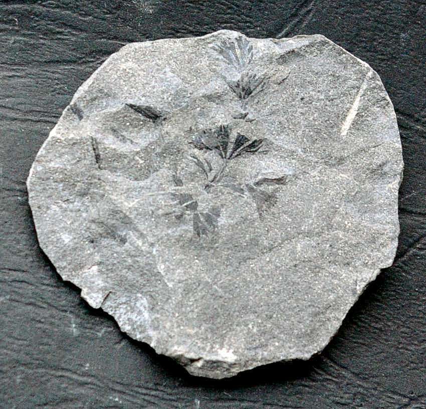 Sphenophyllum cuneifolium