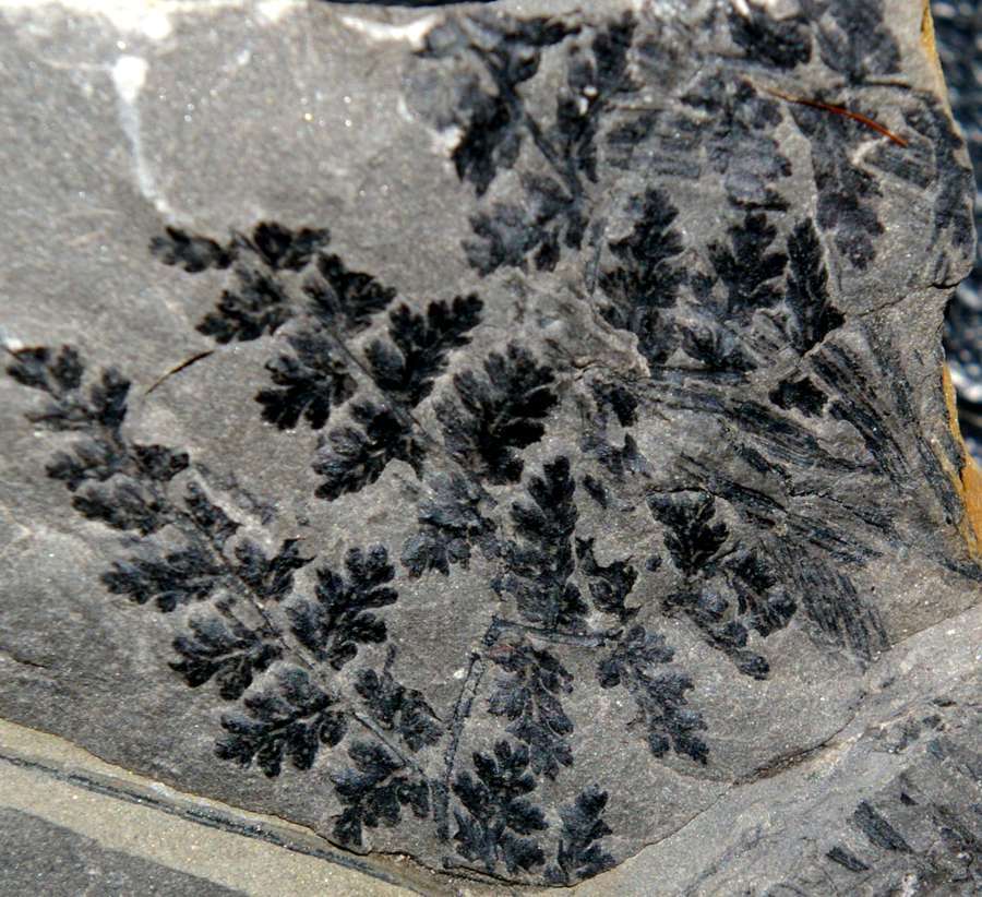 Renaultia schwerini