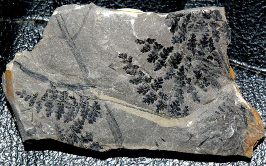 Renaultia schwerini