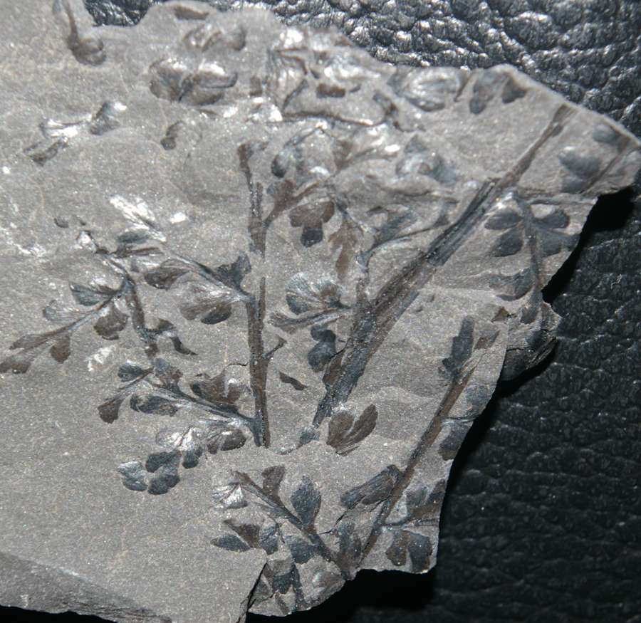 Carboniferous fossil plant