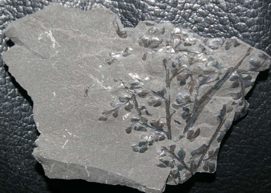 Eusphenopteris sauveuri