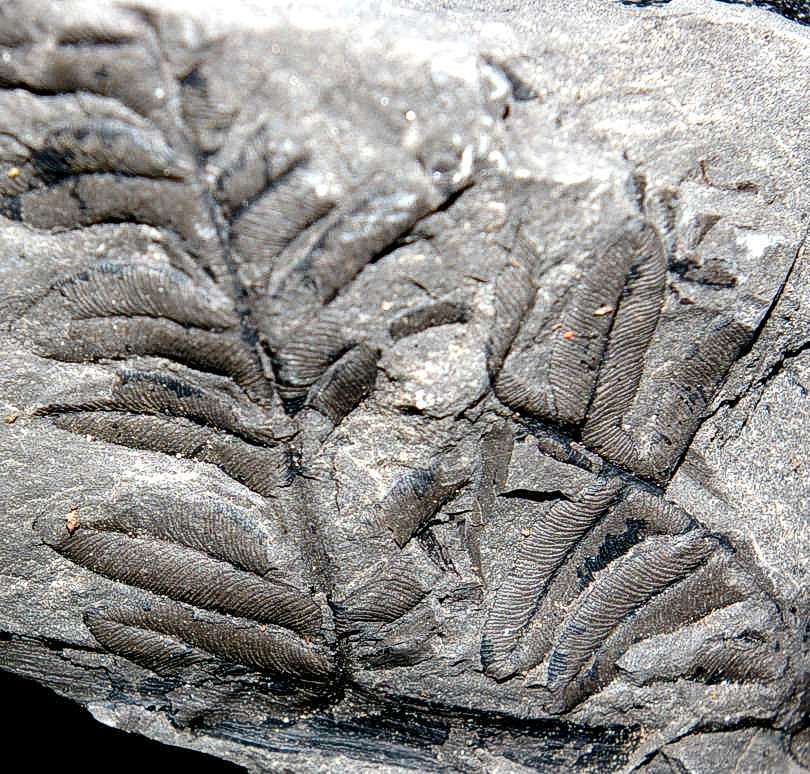 Alethopteris valida