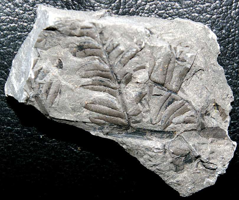 Pennsylvanian fossil