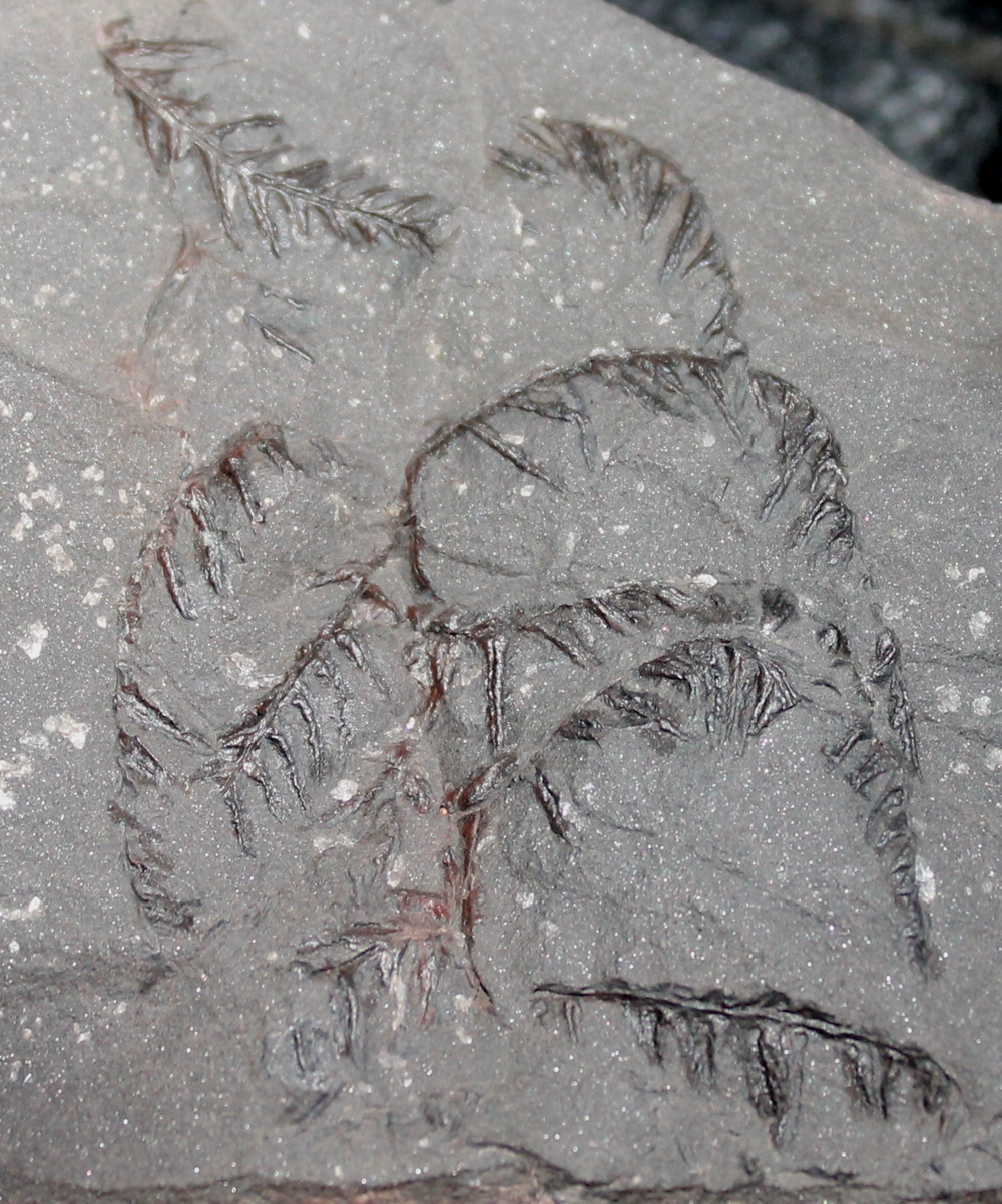 Pecopteris plumosa
