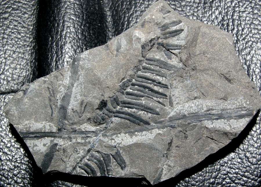 Neuropteris schlehani