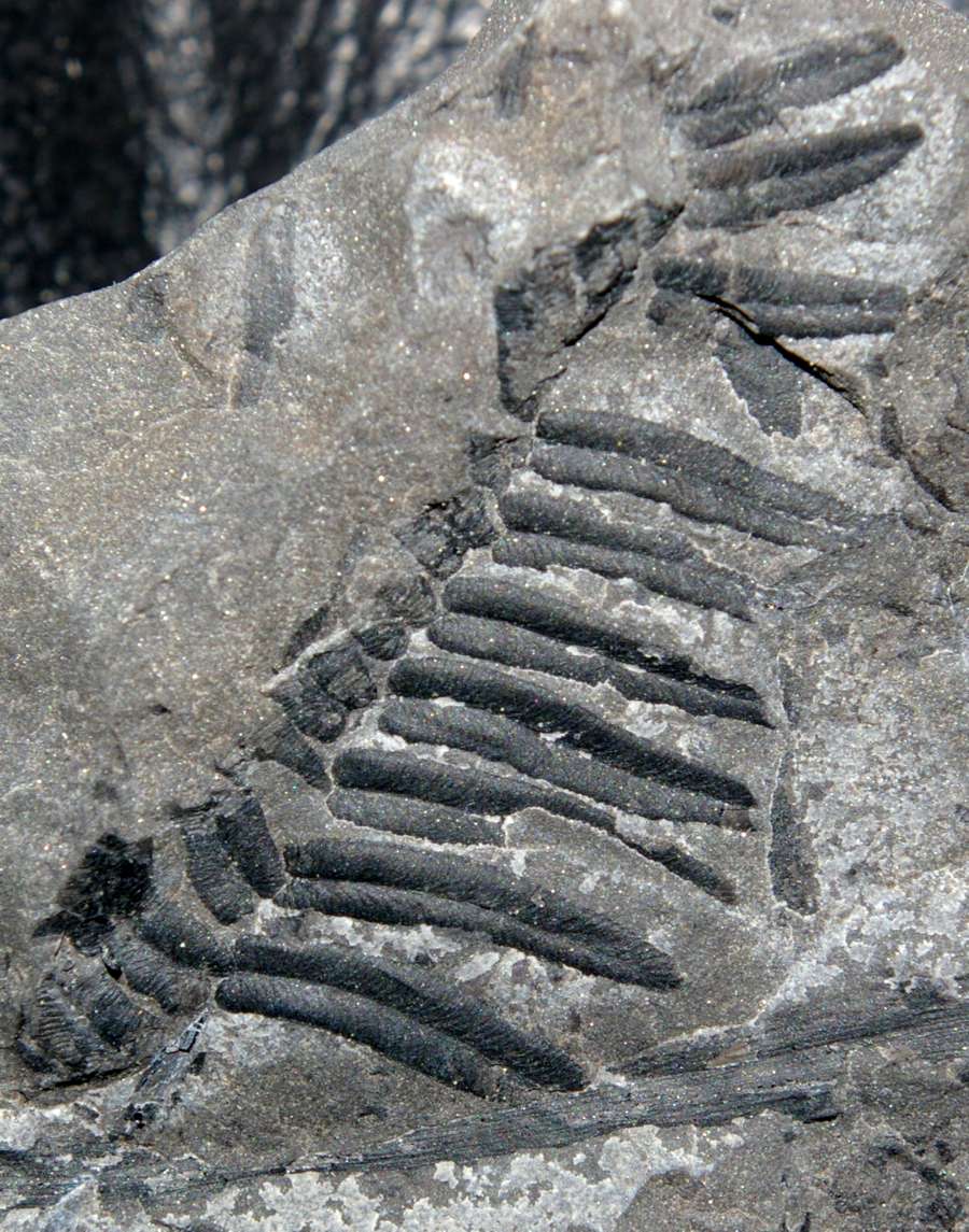 Carboniferous fossil plant