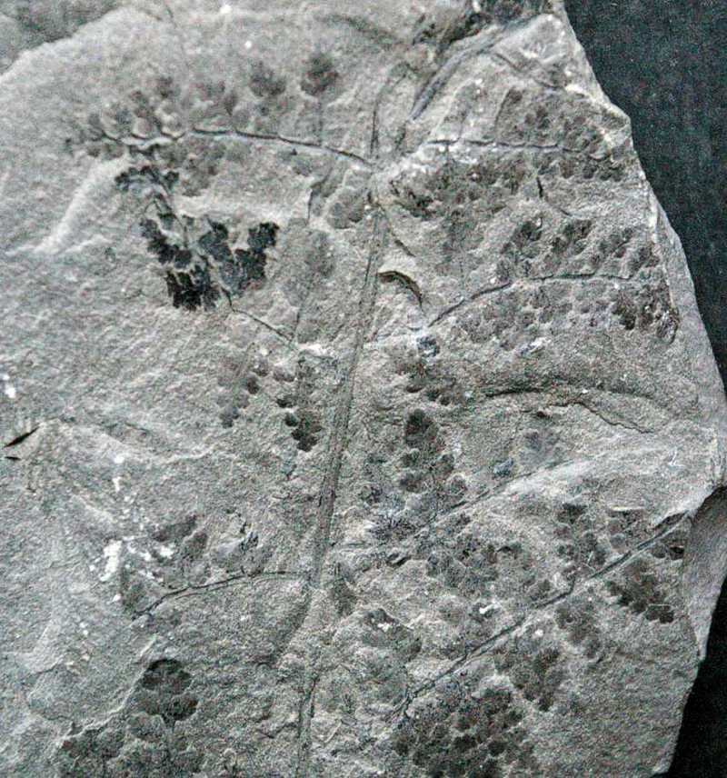photos/plants/Renaultia schwerini fossils fern