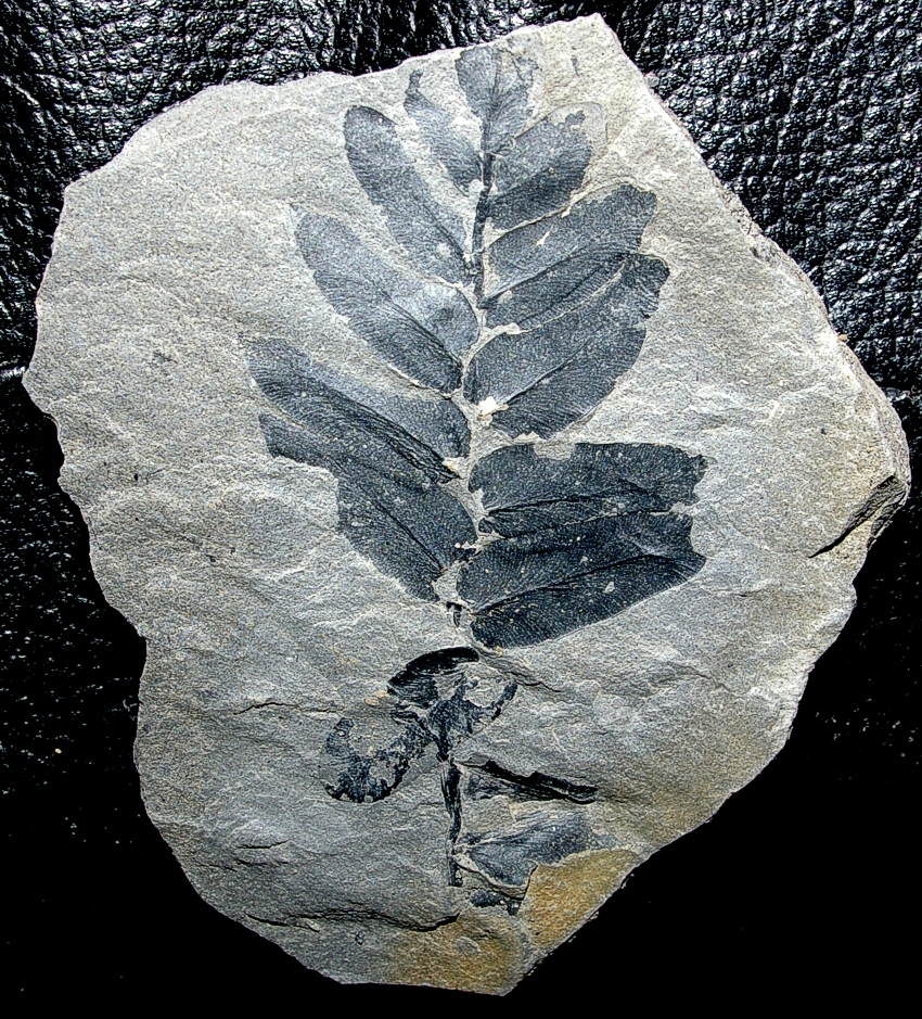 Paripteris gigantea
