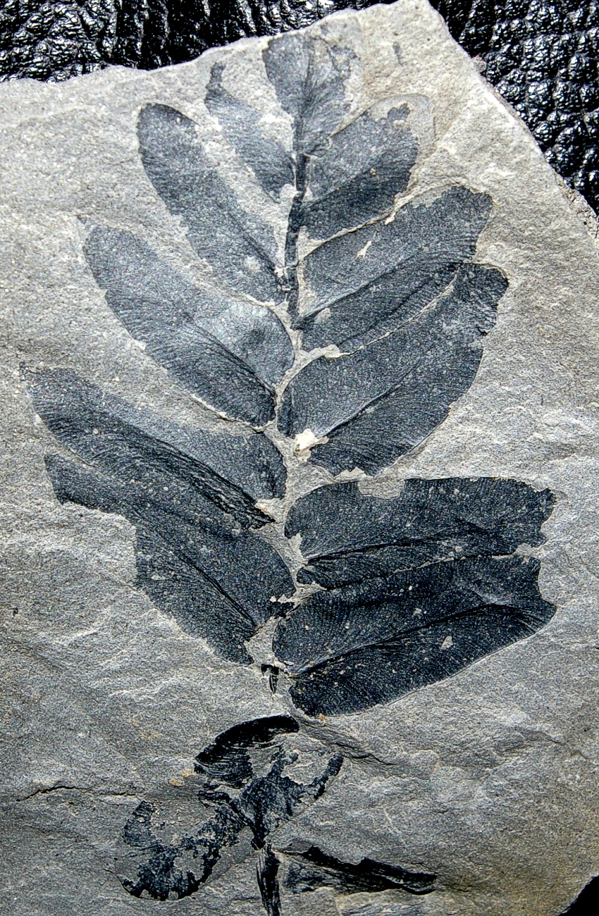Carboniferus plant