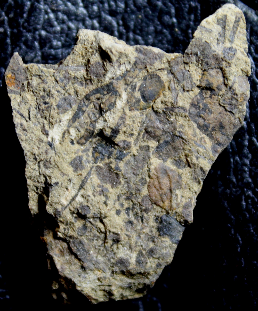 Cooksonia