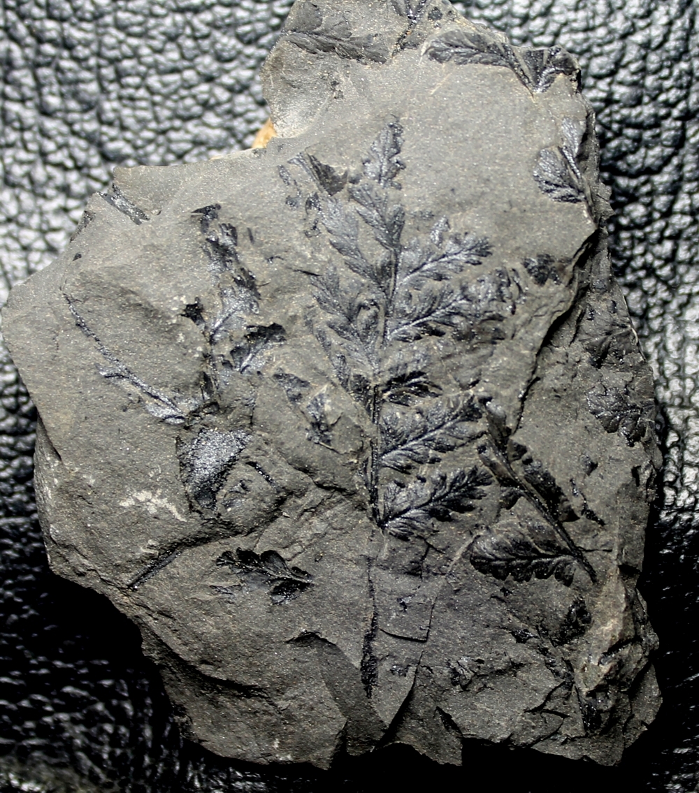 Sphenopteris, Fossil plant