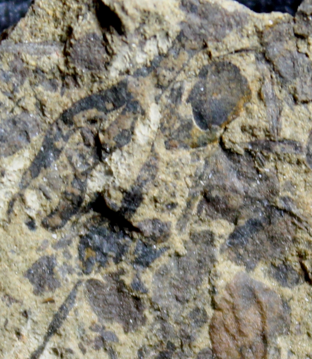Cooksonia