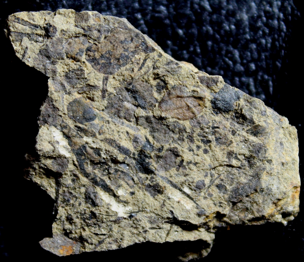 Silurian fossil plant