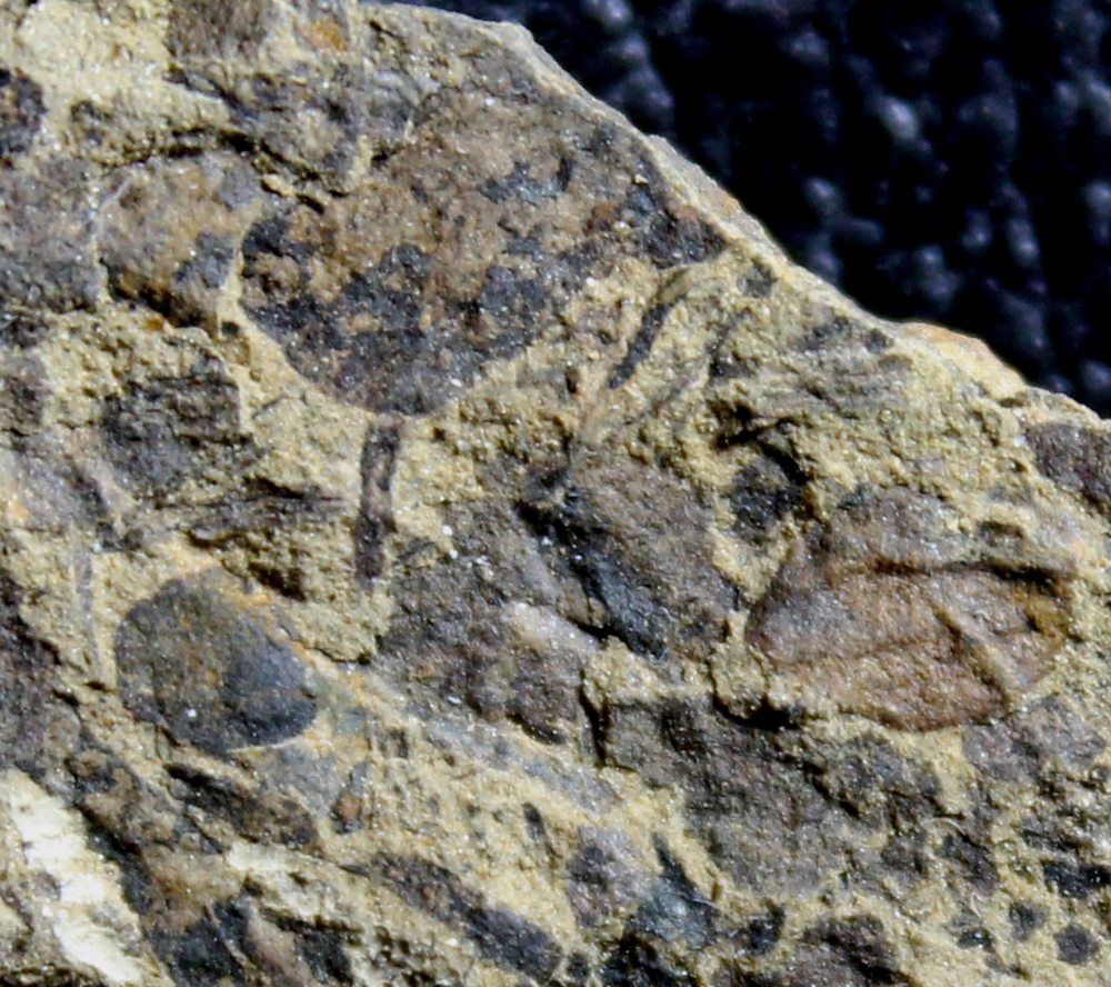 oldest fossil land plant