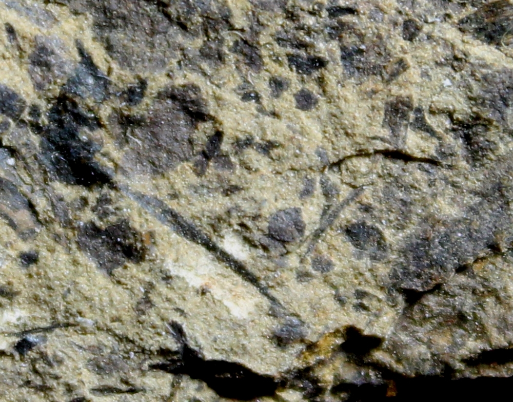 Cooksonia