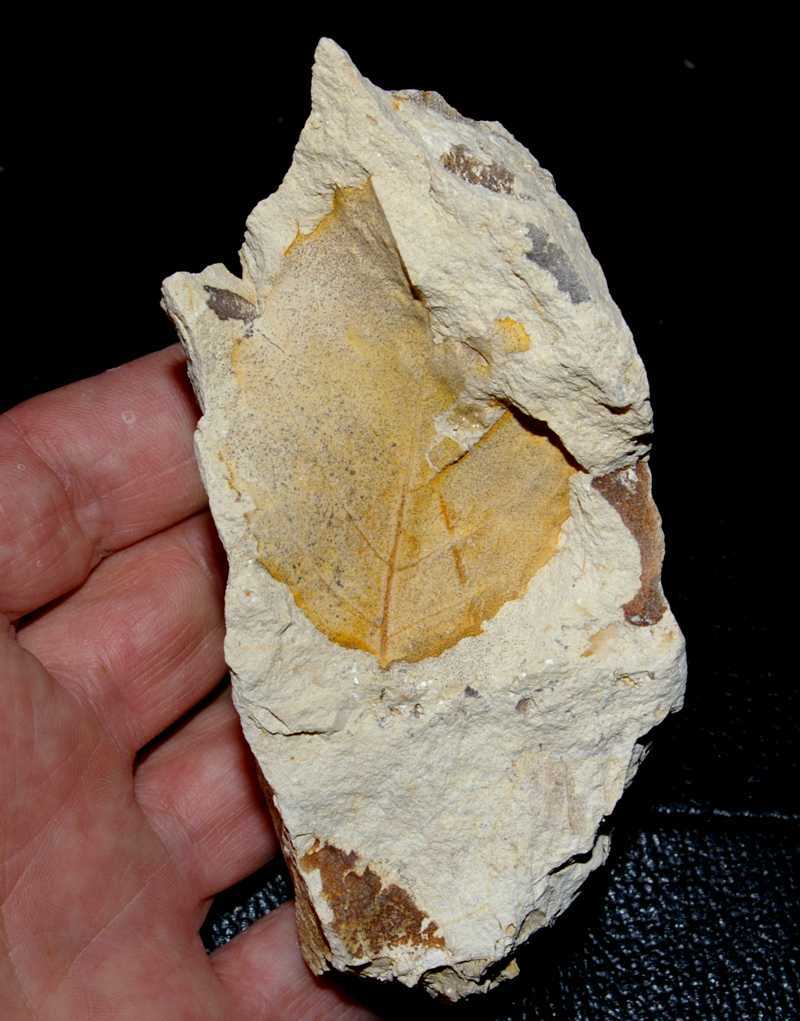 Miocene fossil leaf