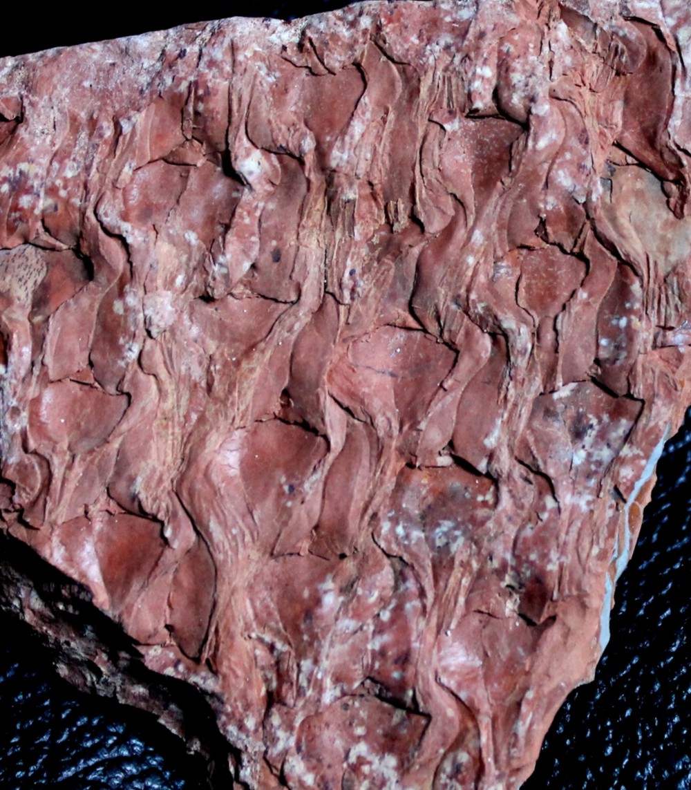 Lepidodendron feistmantelii
