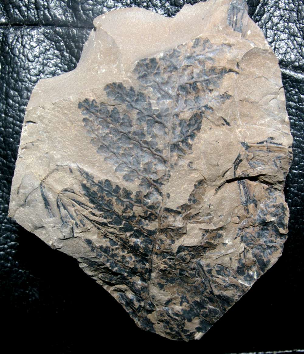 fossil Renaultia 