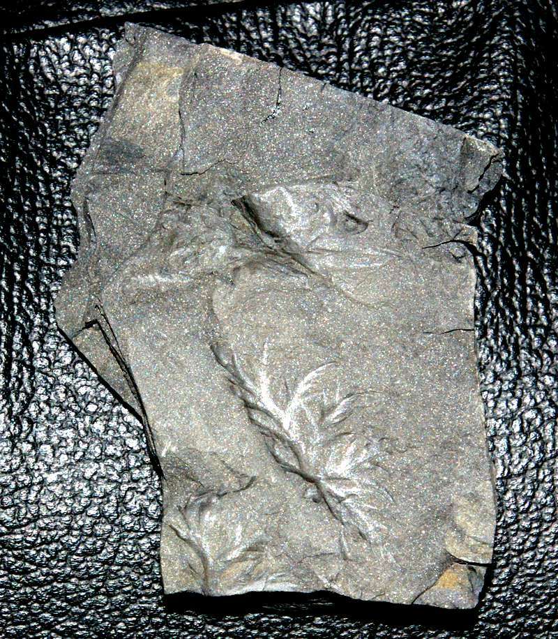 Rhodeopteridium subulatum Kotasowa, 1975