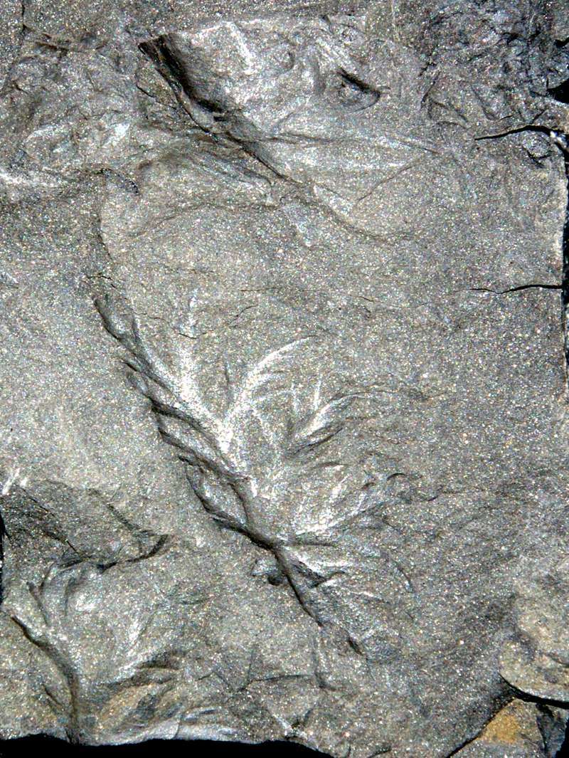 Rhodeopteridium subulatum plant Fossil