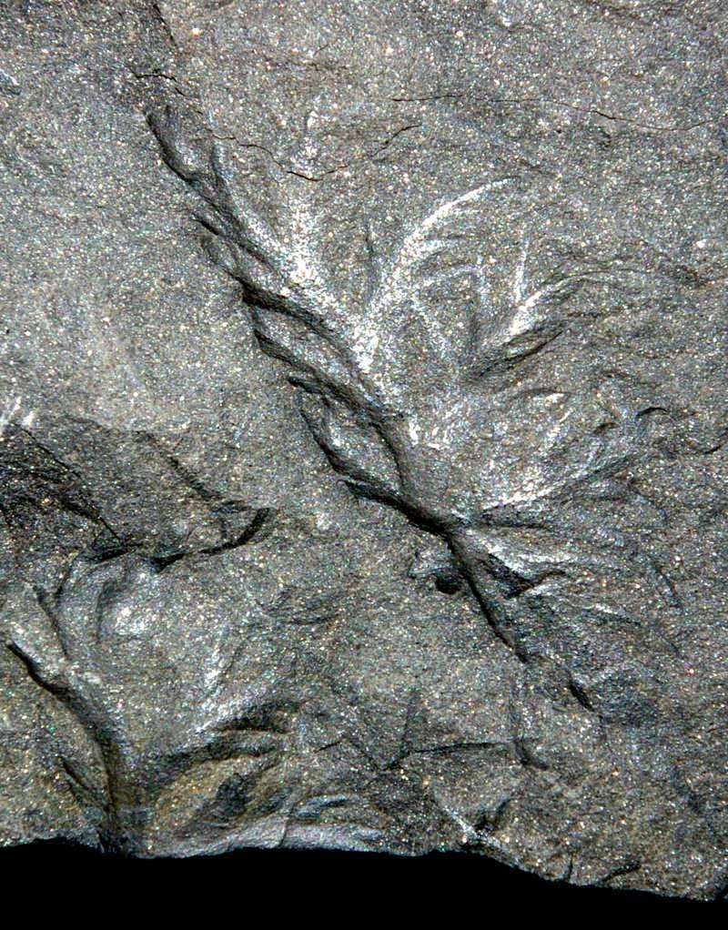 Extremely rare fossil plant 