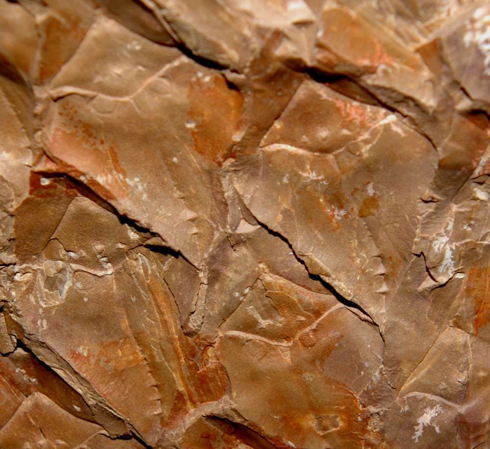 Lepidodendron sp.