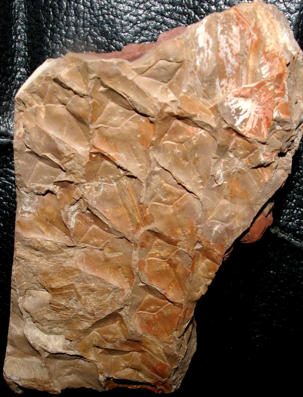 Fossil plant