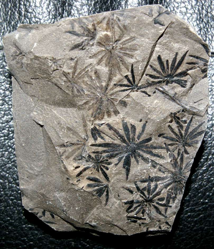 Fossil calamite plant Annularia radiata